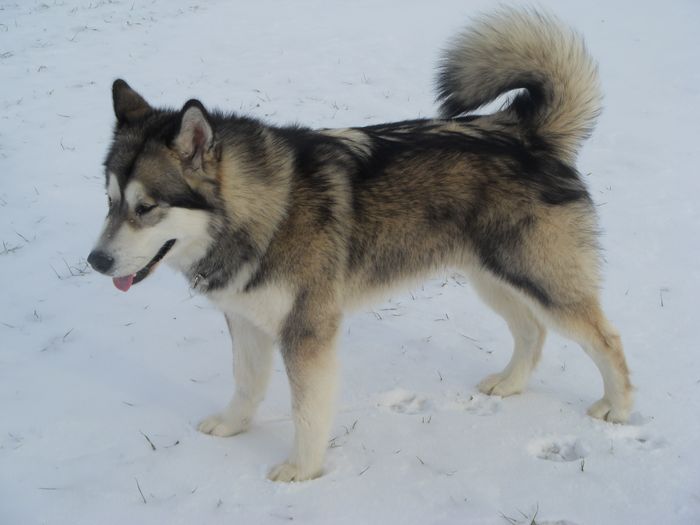 scout 12-2010 14.jpg